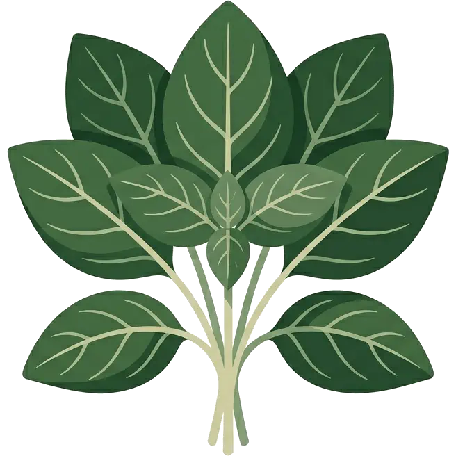 Basil