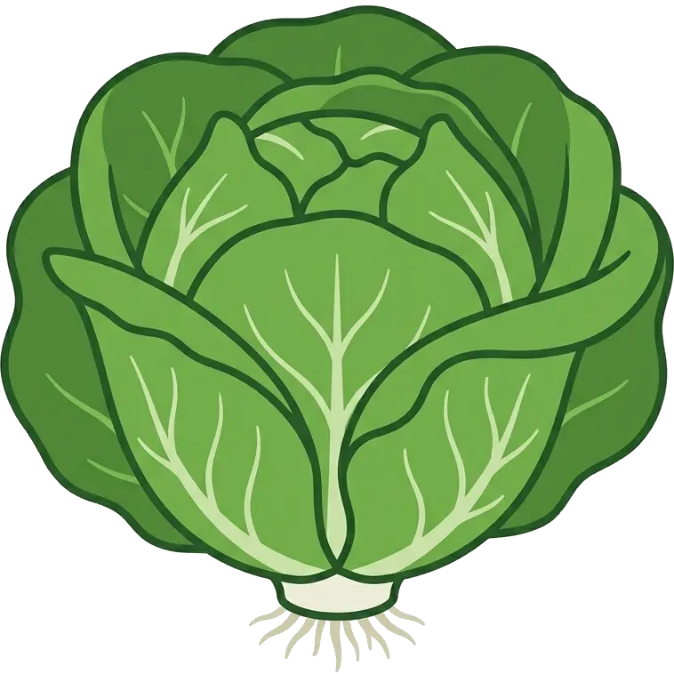 Bibb Lettuce