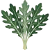 Arugula