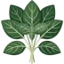 Basil