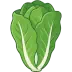 Romaine Lettuce