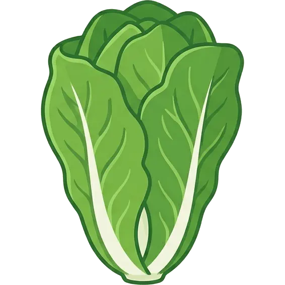 Romaine Lettuce